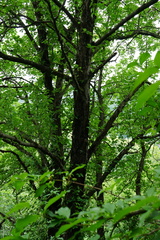 Karpatiosorbus hybrida