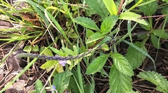 Stachytarpheta jamaicensis