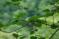 Karpatiosorbus hybrida