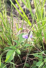 Stachytarpheta jamaicensis