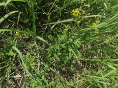 Potentilla chrysantha