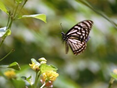 Papilio clytia clytia
