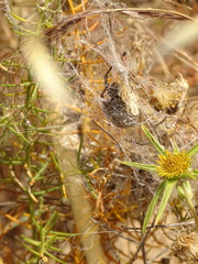 Stegodyphus lineatus