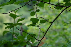 Karpatiosorbus hybrida