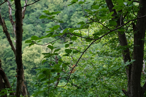 Image of Karpatiosorbus hybrida by (c) Patrick Hacker, some rights reserved (CC BY)