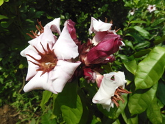 Strophanthus gratus