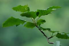 Karpatiosorbus hybrida