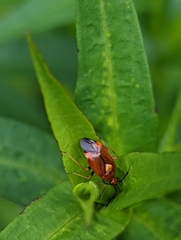 Deraeocoris ruber