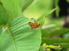 Cephrenes trichopepla