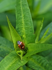 Deraeocoris ruber