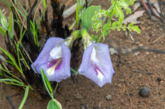 Clitoria guianensis