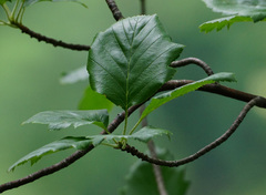 Karpatiosorbus hybrida