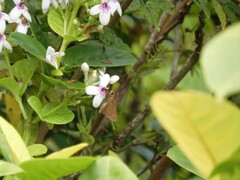 Pelopidas mathias mathias