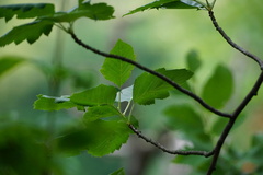 Karpatiosorbus hybrida