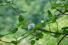 Karpatiosorbus hybrida