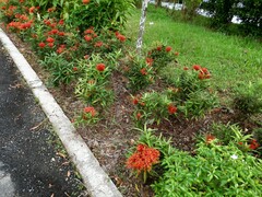 Ixora javanica
