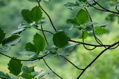 Karpatiosorbus hybrida