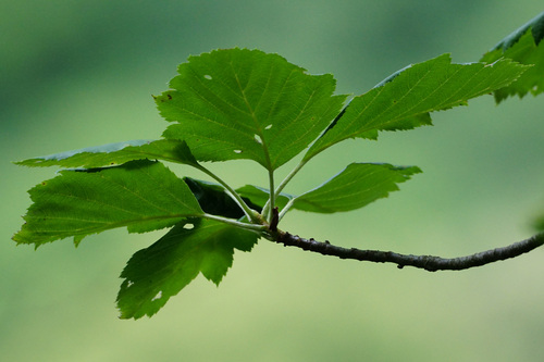 Image of Karpatiosorbus hybrida by (c) Patrick Hacker, some rights reserved (CC BY)