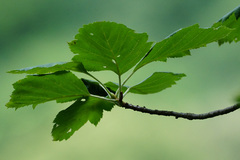 Karpatiosorbus hybrida