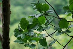 Karpatiosorbus hybrida