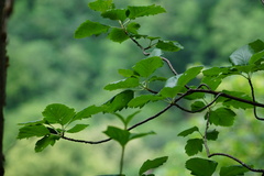 Karpatiosorbus hybrida