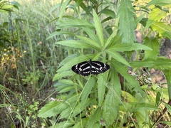 Neptis pryeri
