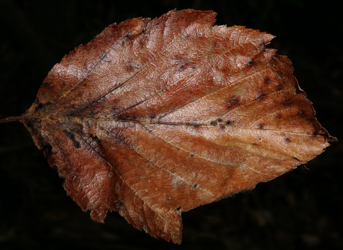 Image of Karpatiosorbus hybrida by (c) Patrick Hacker, some rights reserved (CC BY)