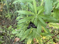 Neptis pryeri
