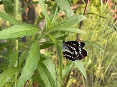 Neptis pryeri