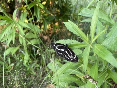 Neptis pryeri