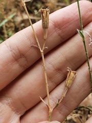 Silene imbricata image