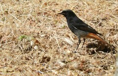 Phoenicurus ochruros