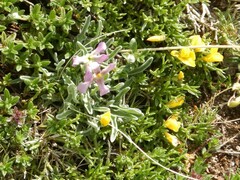 Matthiola fruticulosa
