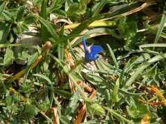 Gentiana verna