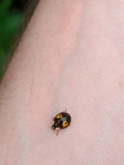 Harmonia axyridis