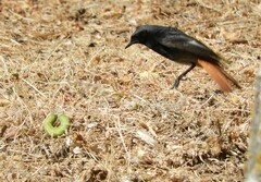 Phoenicurus ochruros