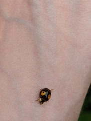 Harmonia axyridis
