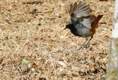 Phoenicurus ochruros