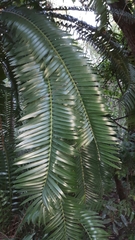Encephalartos