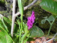 Isochilus carnosiflorus