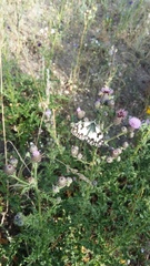 Cirsium arvense