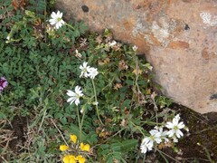 Cerastium morrisonense