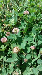 Trifolium fragiferum