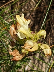 Lathyrus pannonicus