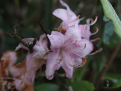 Rhododendron rubropilosum