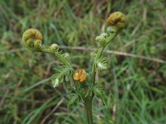 Pteridium revolutum