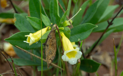 Anemopaegma