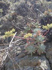 Dudleya greenei