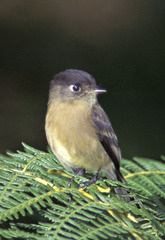 Empidonax atriceps