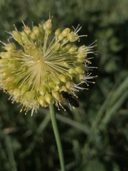 Allium obliquum